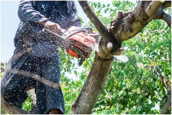 tree services Argyle